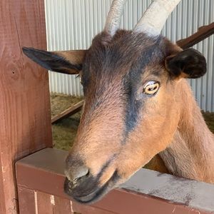 Meet your Posher, Crystal